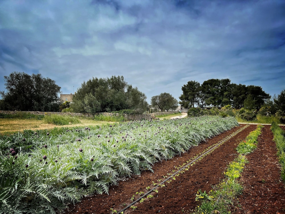 Masseria Palombara 46/77
