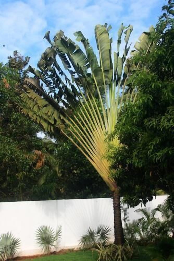 Siolim House 39/50