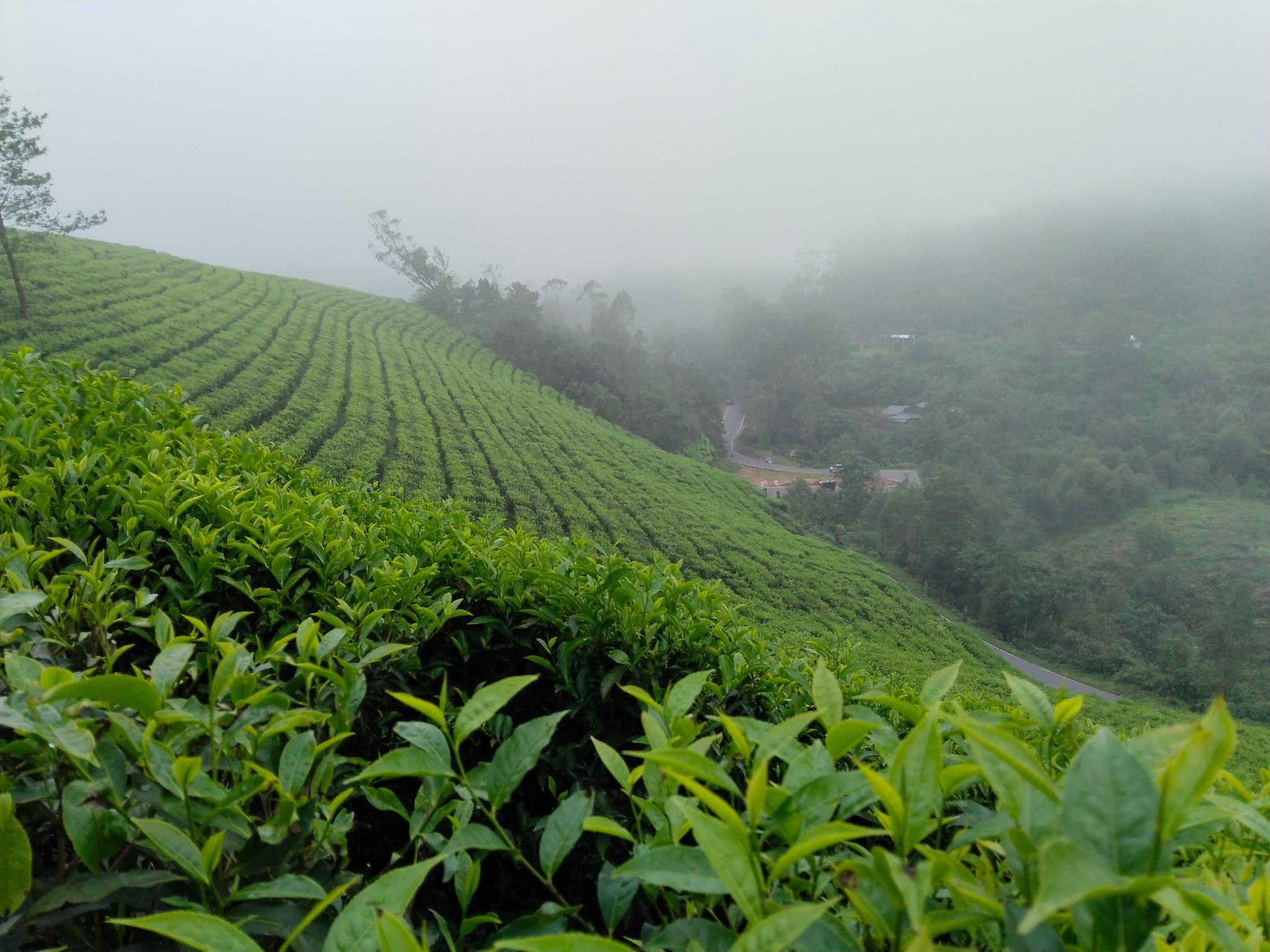 The Wind Munnar 15/17