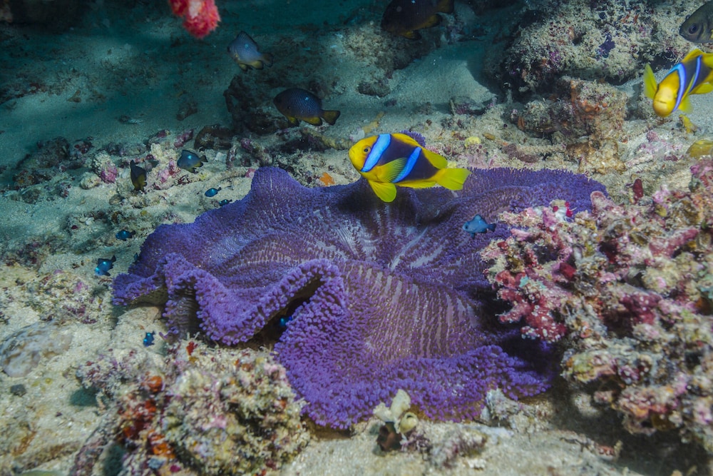 Beqa Lagoon Resort 39/70
