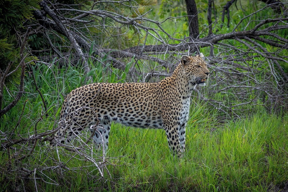 Tangala Safari Camp 46/50