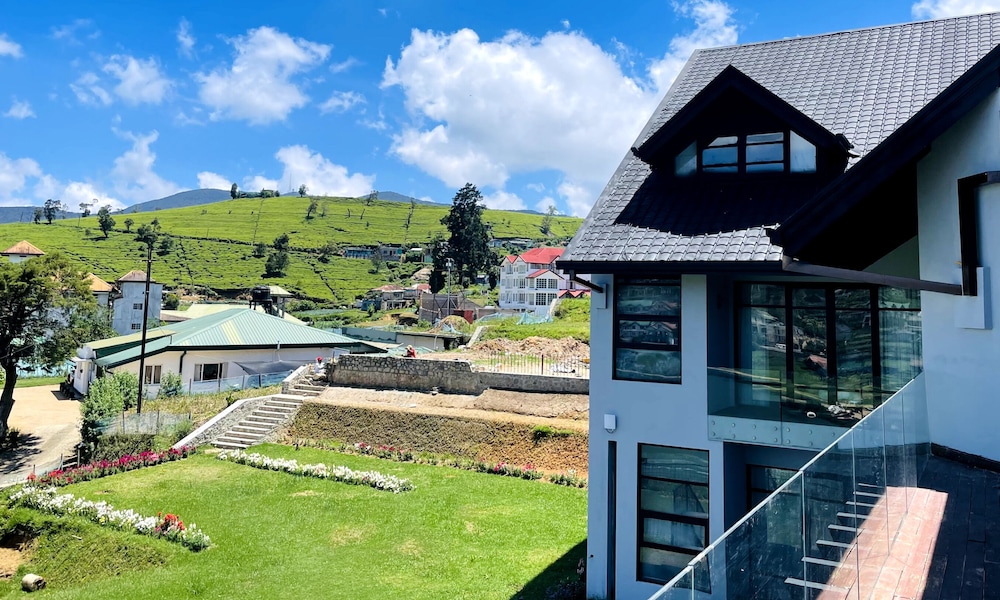 Tea Plant Nuwara Eliya 46/49