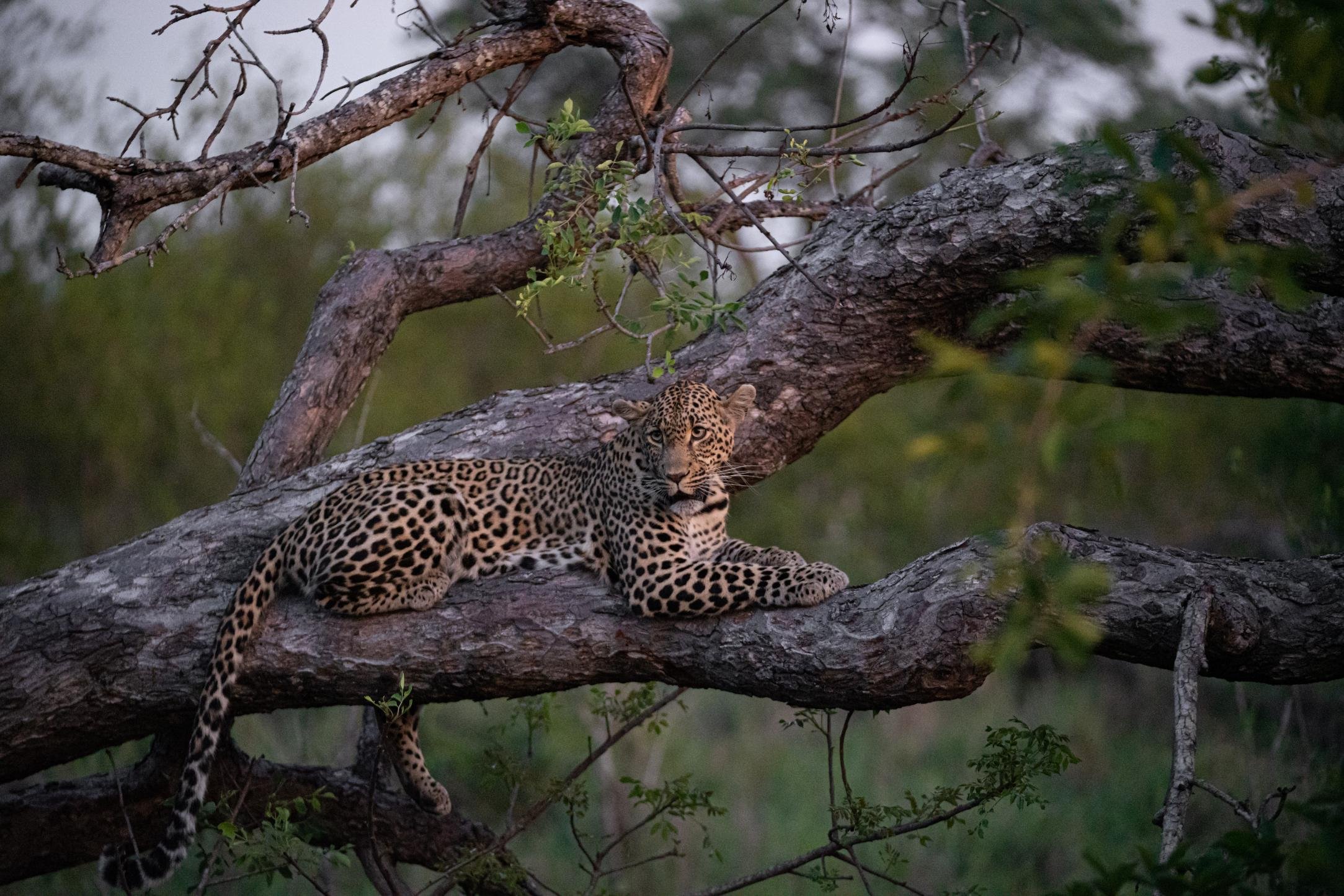 Cheetah Plains Private Game Reserve 83/96