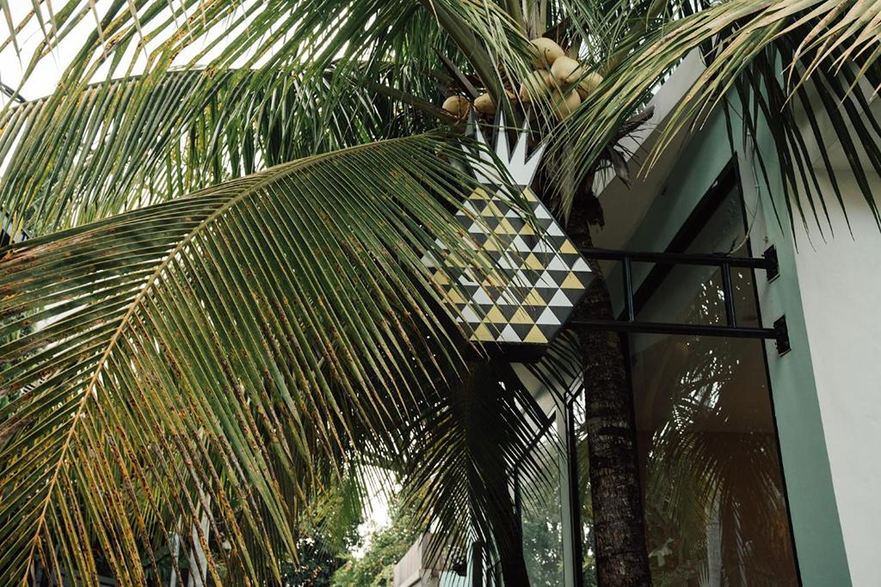 Coco & Pineapple Pants Hostel 46/50