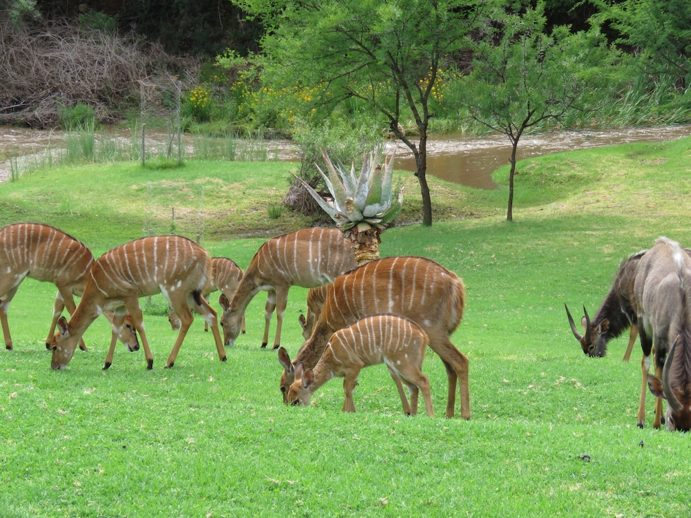 Wildehondekloof Private Game Reserve 61/72