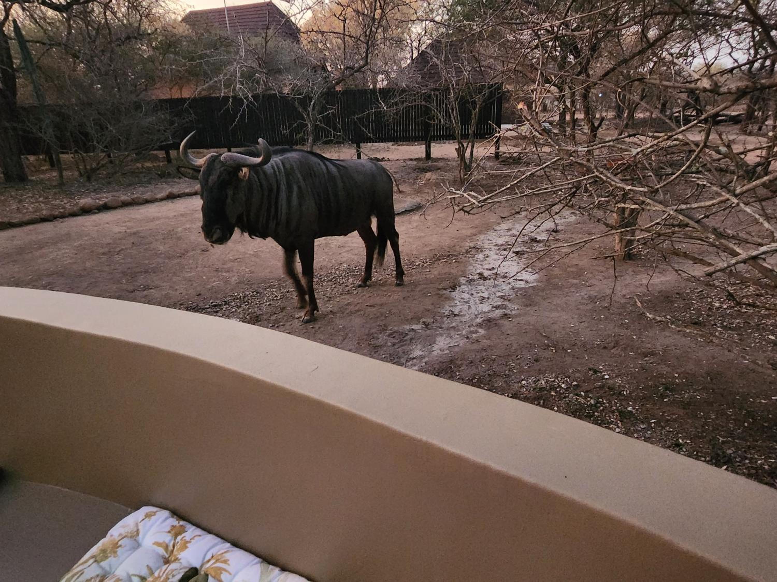 Kudus Crest Bush Retreat [VR] 25/33