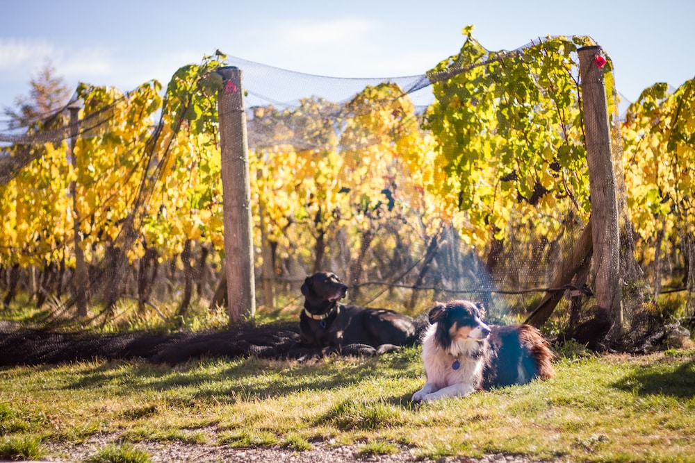 Gibbston Valley Lodge & Spa 37/50