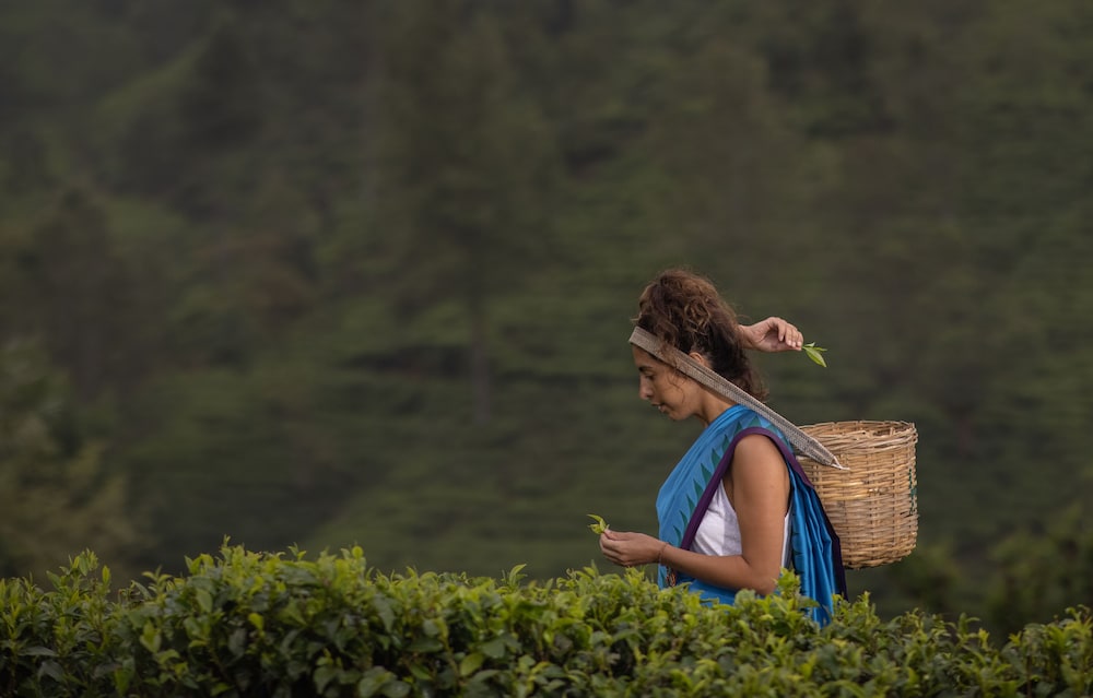 Heritance Tea Factory 45/50