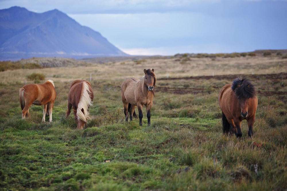 Hestaland Guesthouse Horse Farm Stay 50/50