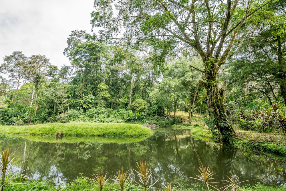 Ara Ambigua Lodge 41/50