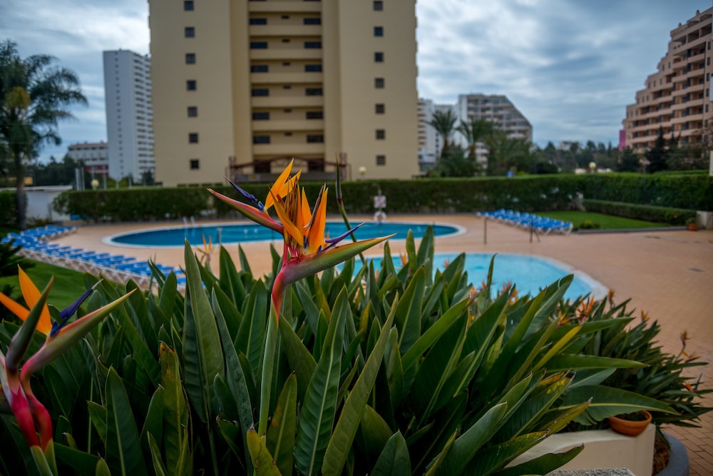 Flor Da Rocha 58/60
