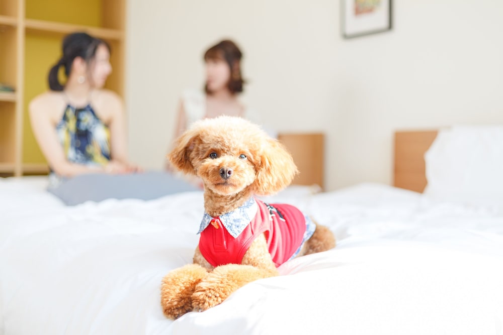 Glamping Fuji-no-Kirameki Fuji Gotemba 18/50