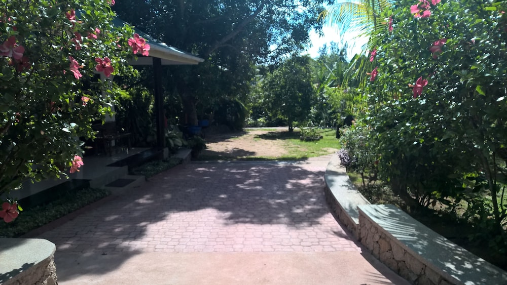 Cocotier Du Rocher 23/50