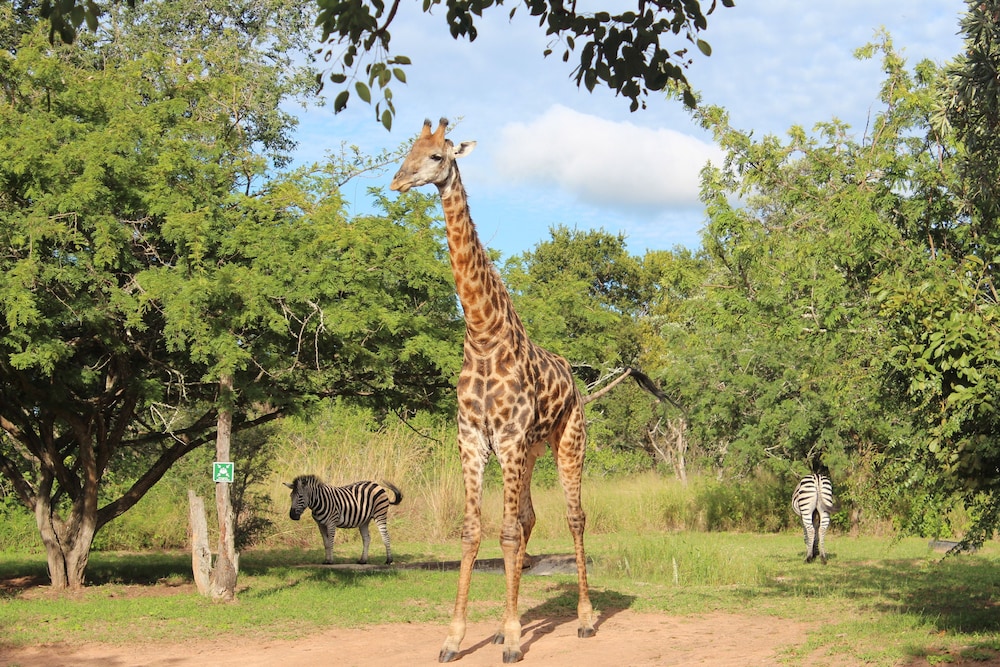 Thornhill Safari Lodge 60/70