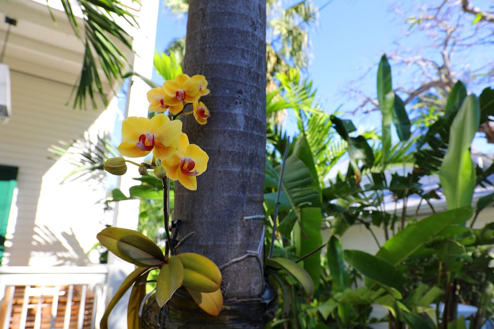 Ridley House - Key West Historic Inns 36/74