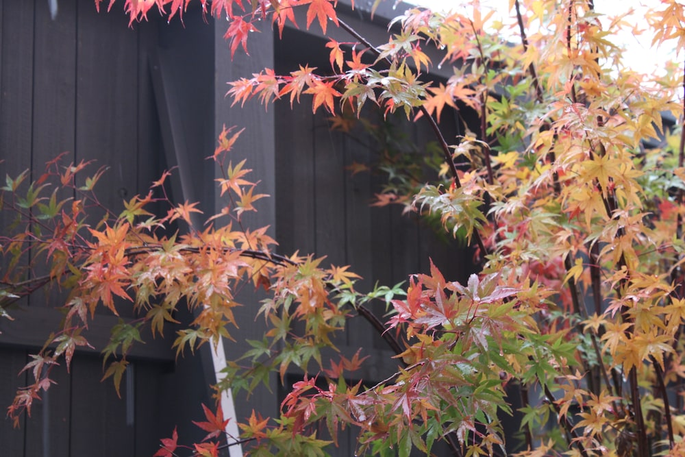 Ishitei Furano 62/66