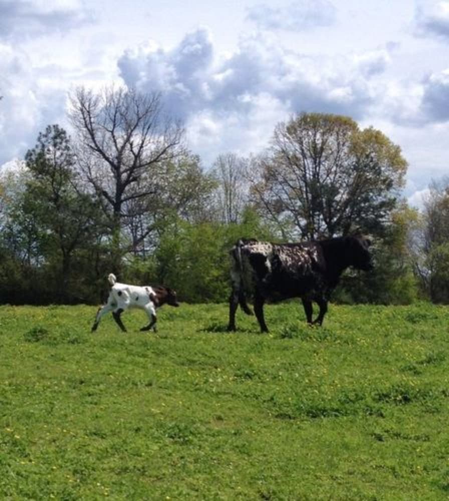 Seventy-four Ranch 36/50