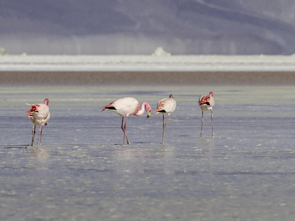 Ibis Calama 44/50