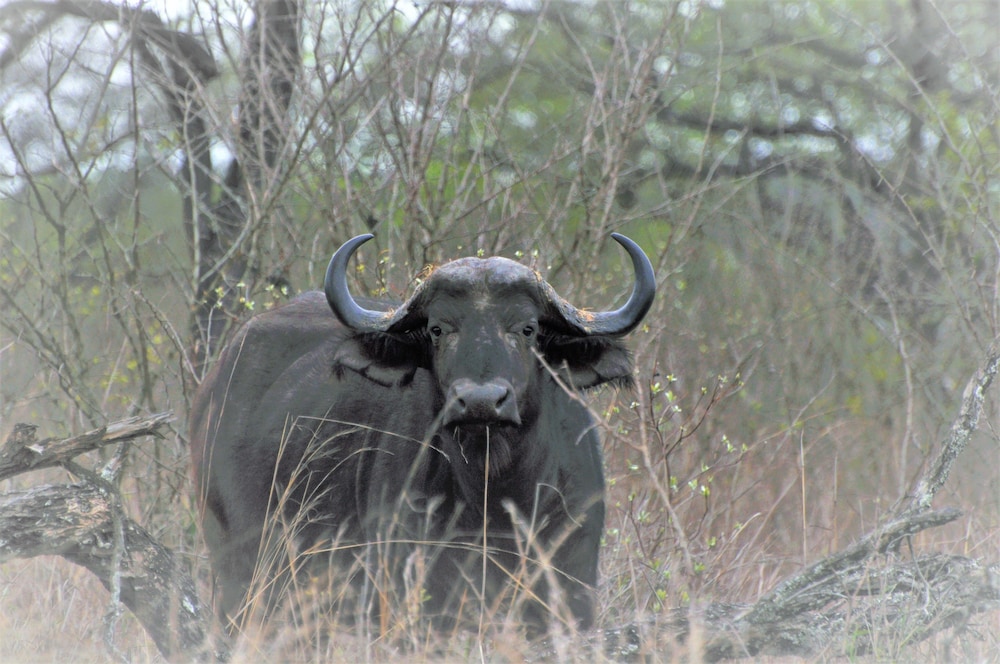 Hazyview Buffalo Game Lodge 19/29