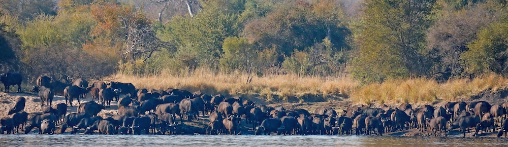 Camp Nkwazi 13/29