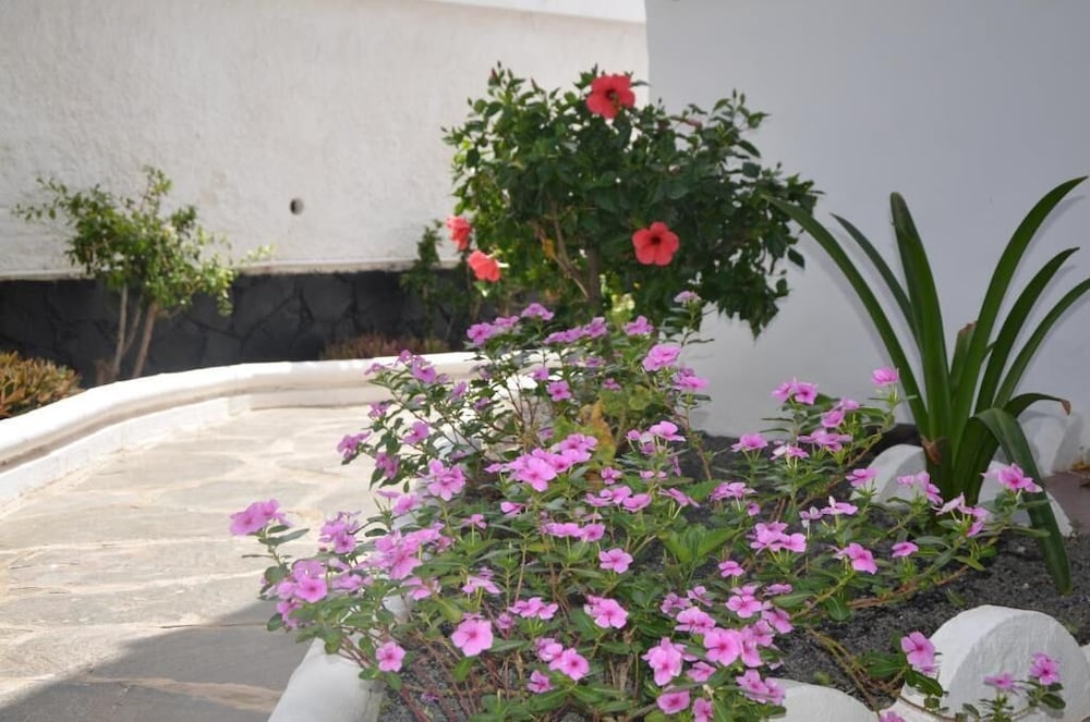 Alsol Las Orquideas 39/45