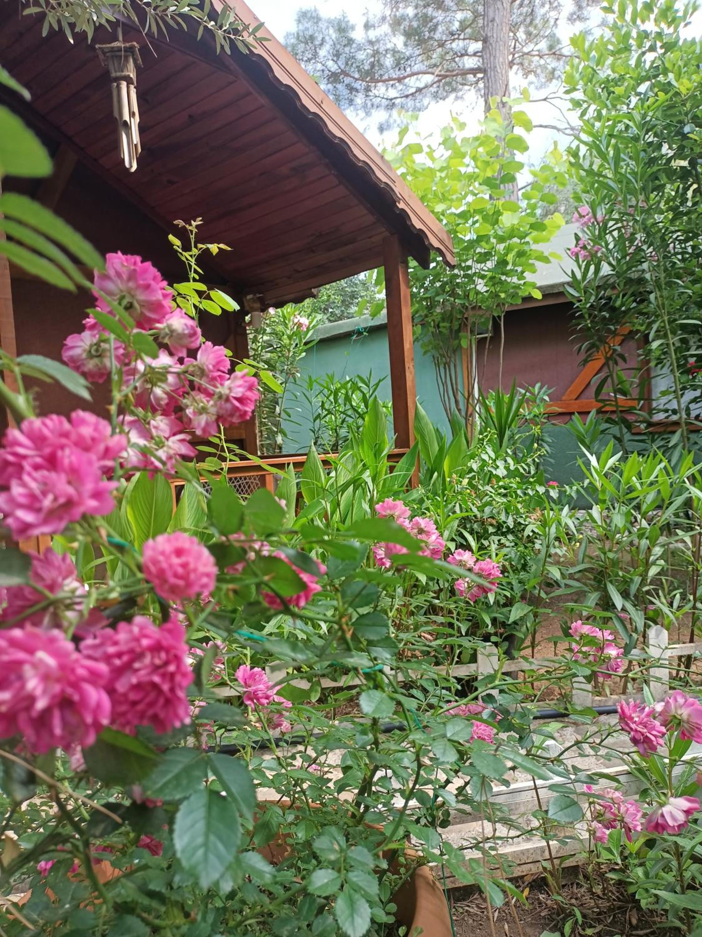 Canario Pension Bungalow 37/50