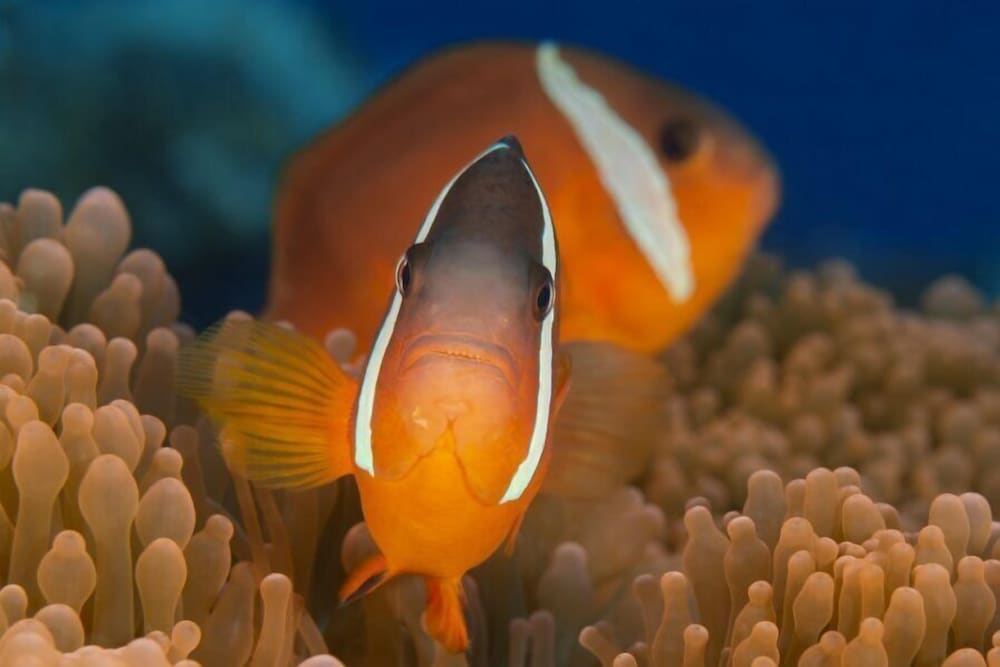 Beqa Lagoon Resort 26/70