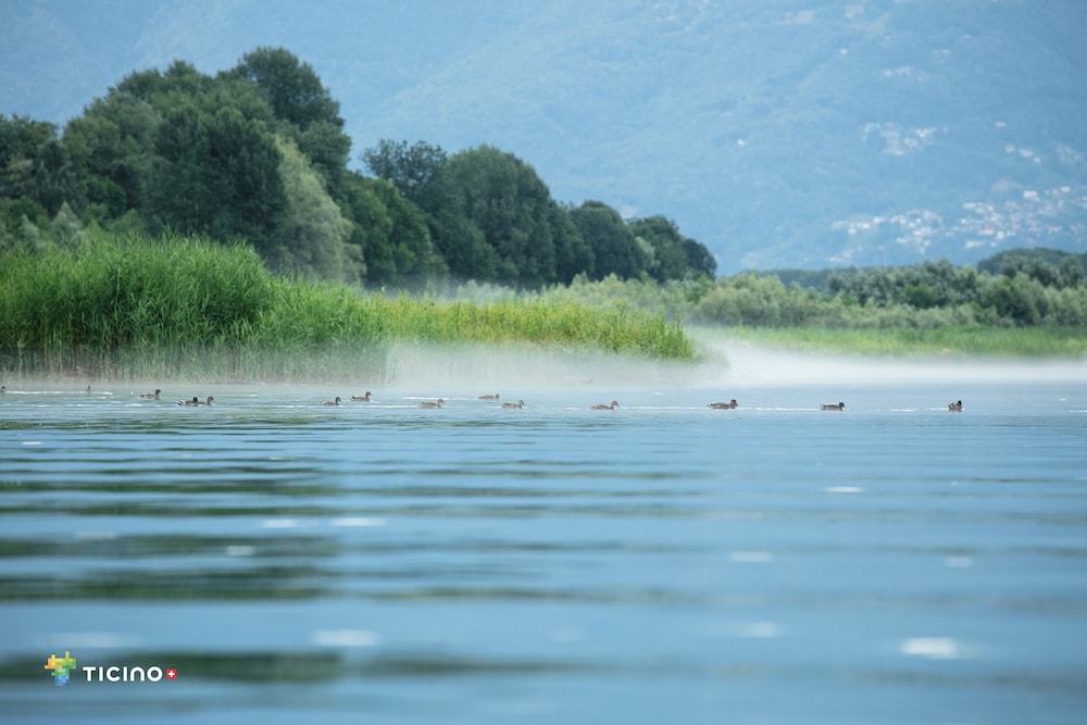 Hotel And Lounge Lago Maggiore 43/50
