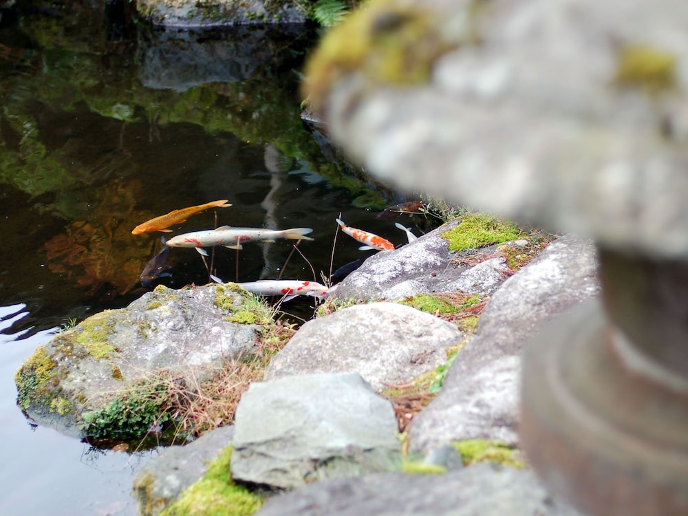 Kinokuniya Ryokan 28/29