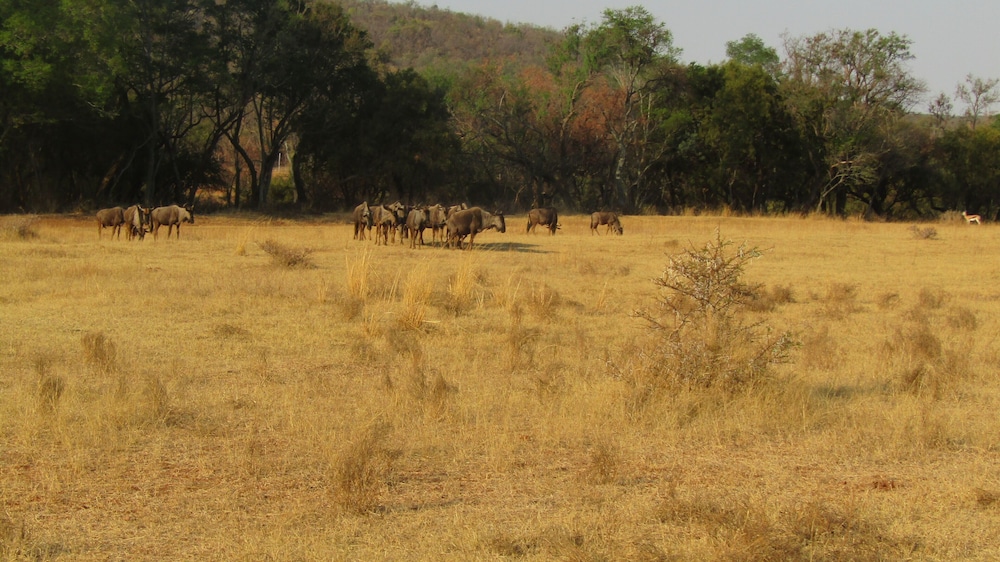 Zebra Country Lodge 47/50