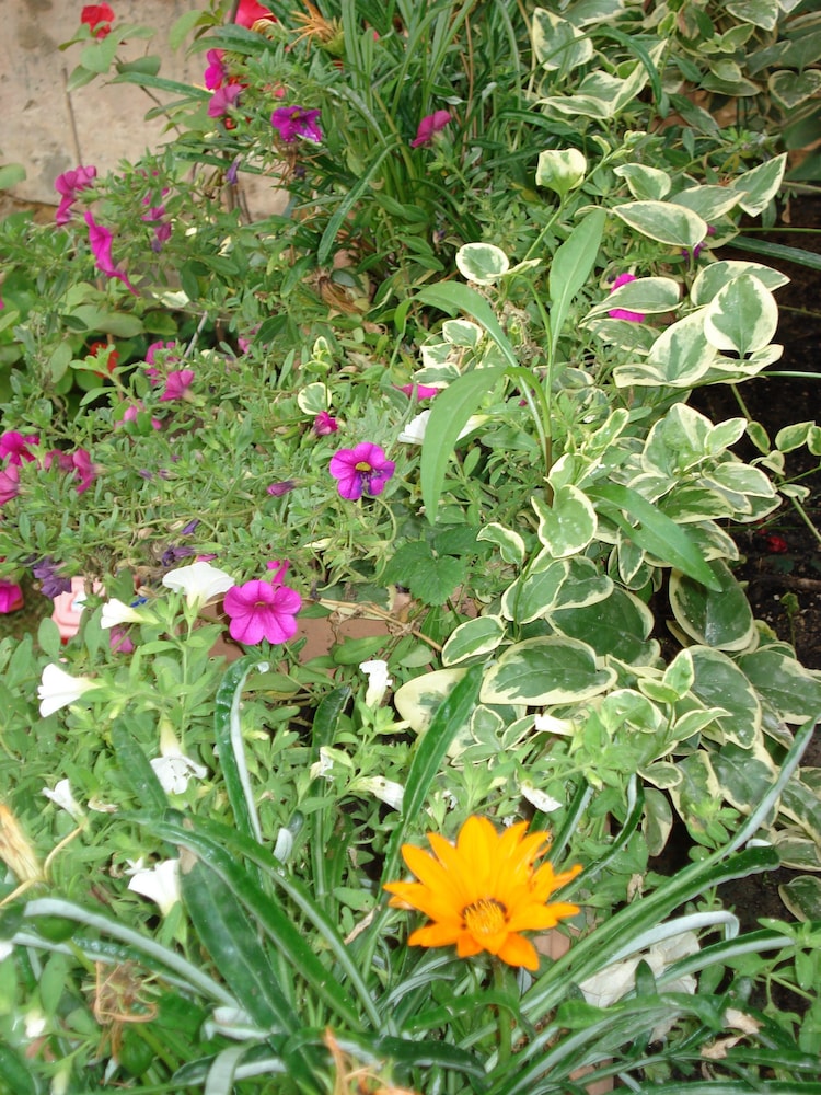 Il Giardino Segreto 31/38
