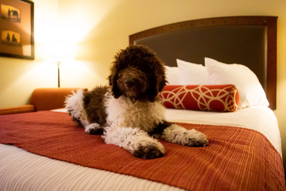 Best Western Plus Inn Of Williams 24/52