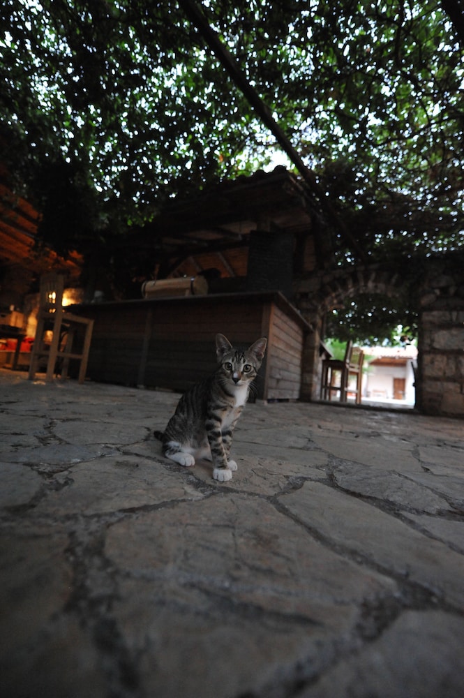 Koyevi Olympos Countryhouse 37/50