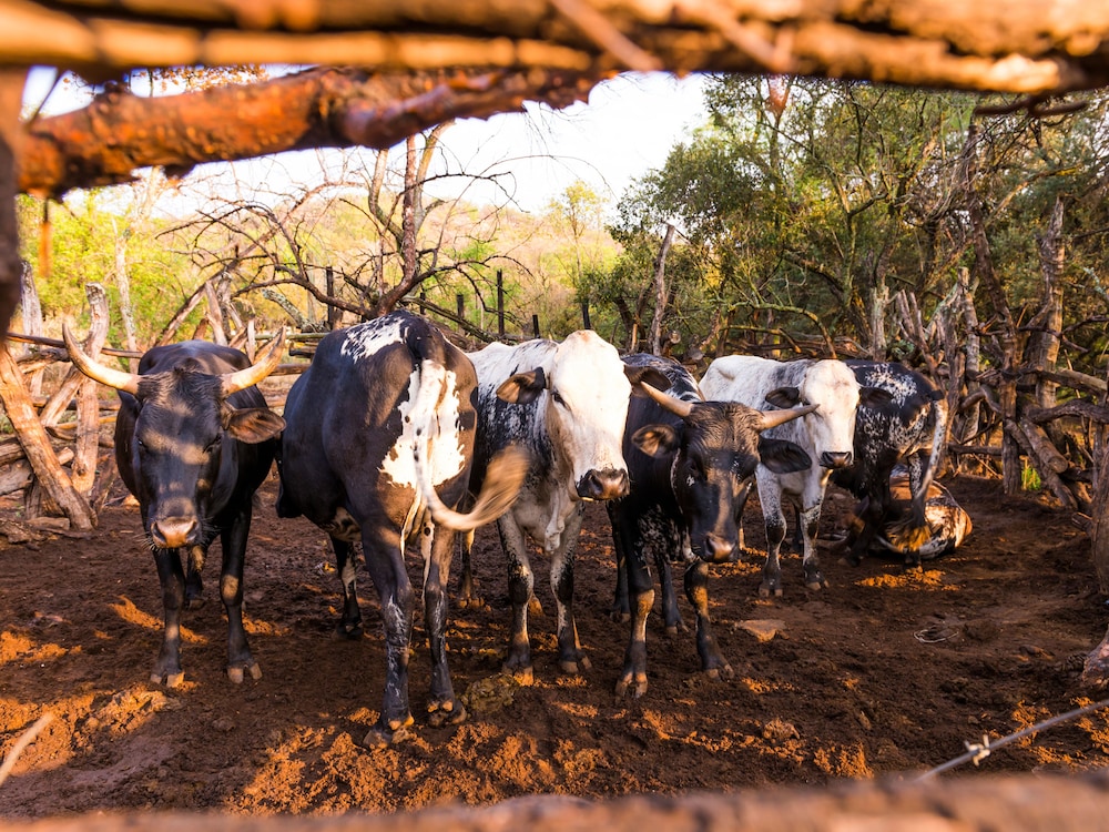 aha Lesedi Cultural Village 44/50