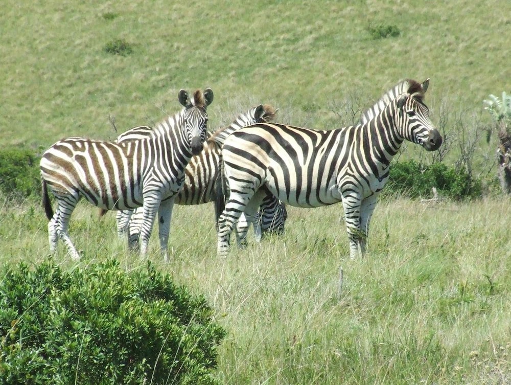 Inkwenkwezi Private Game Reserve 29/50