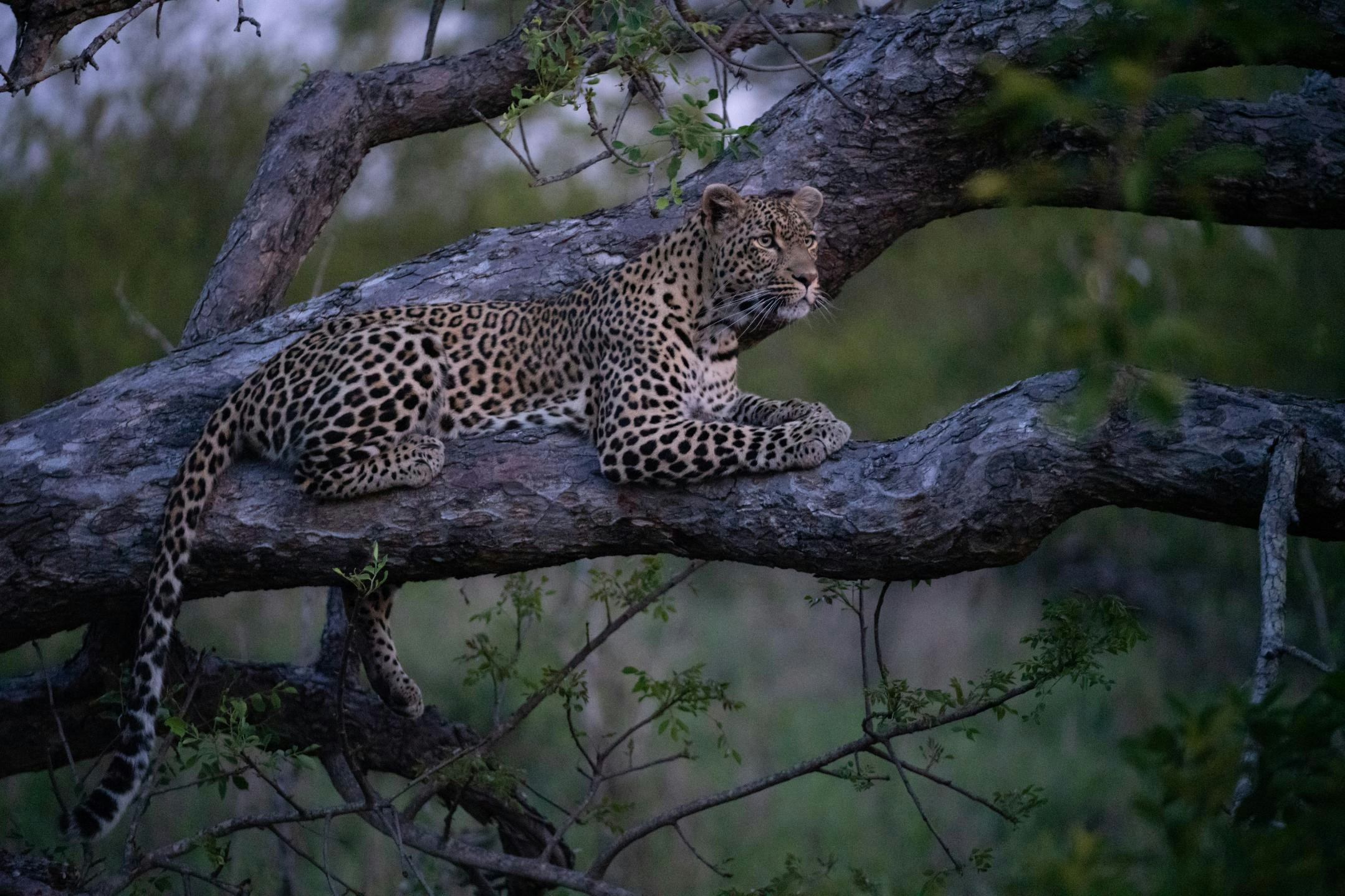 Cheetah Plains Private Game Reserve 91/96