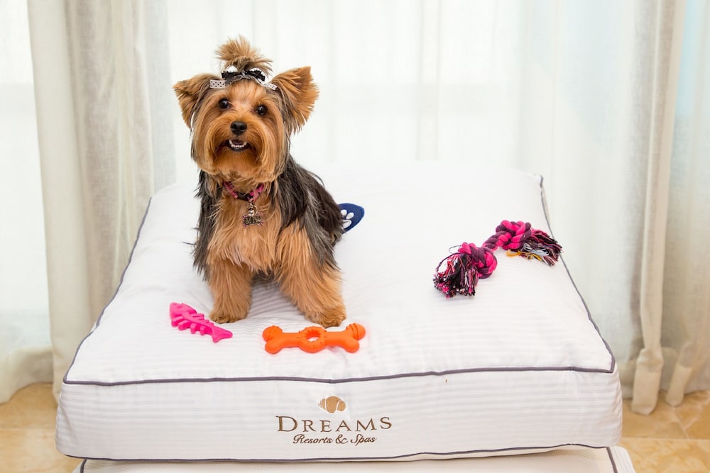 Dreams Jade Resort And Spa 7/71