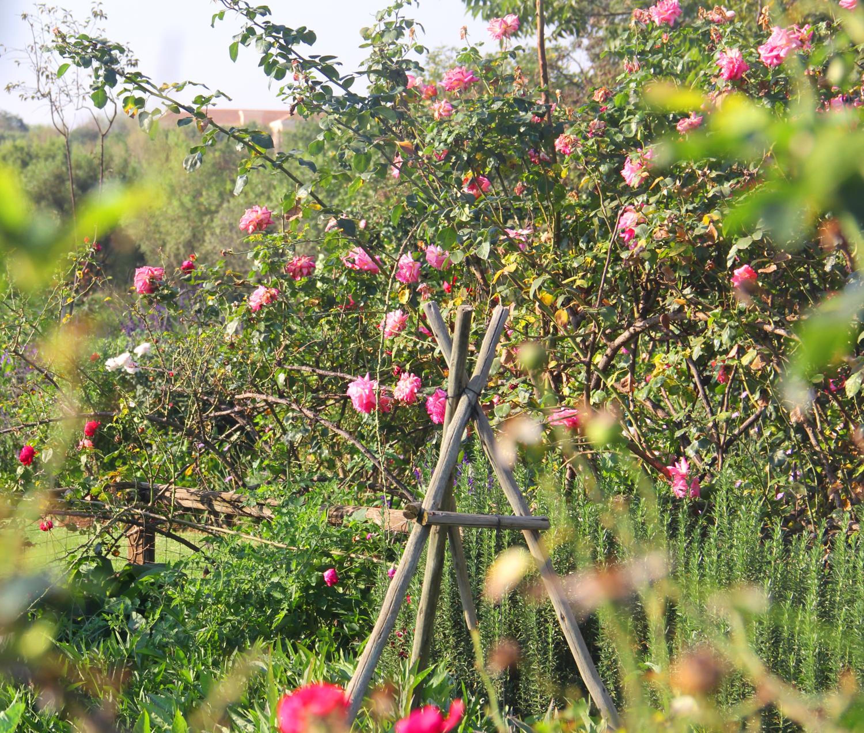 Bella Rosa Farm 18/23