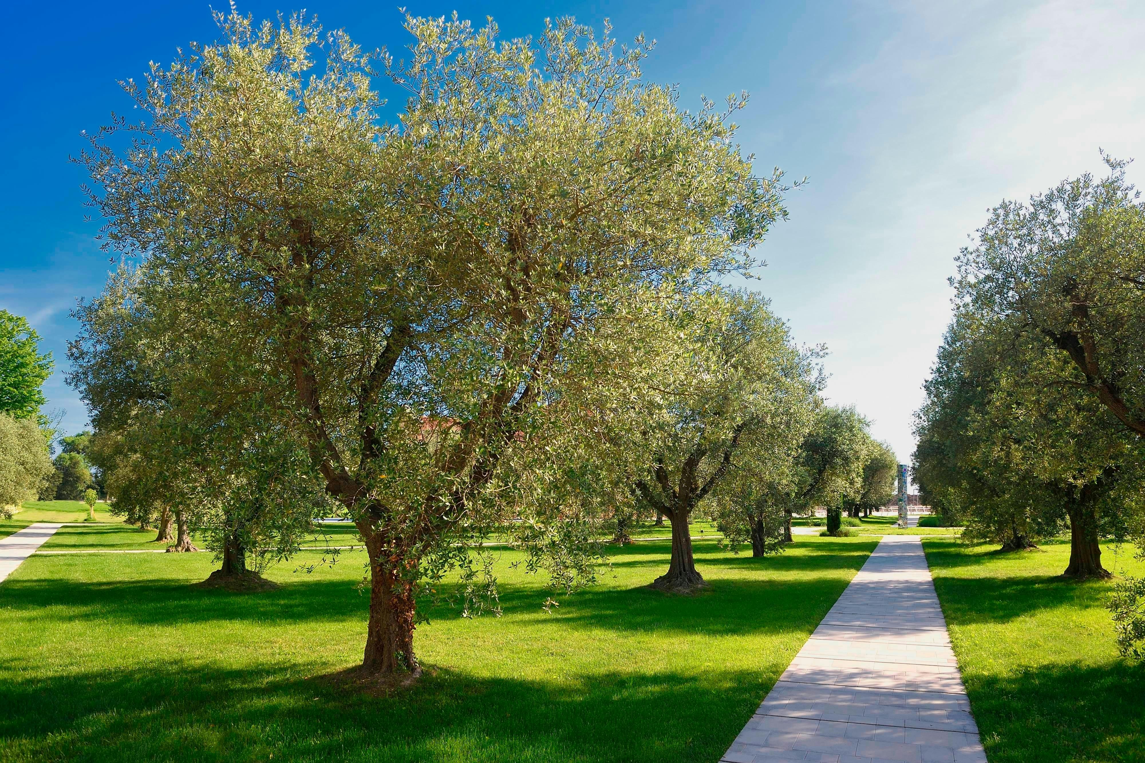 Jw Marriott Venice Resort And Spa 84/84
