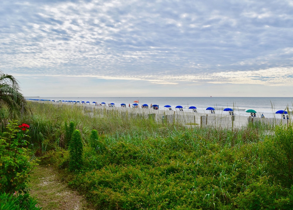 Ocean Forest Colony 23/54