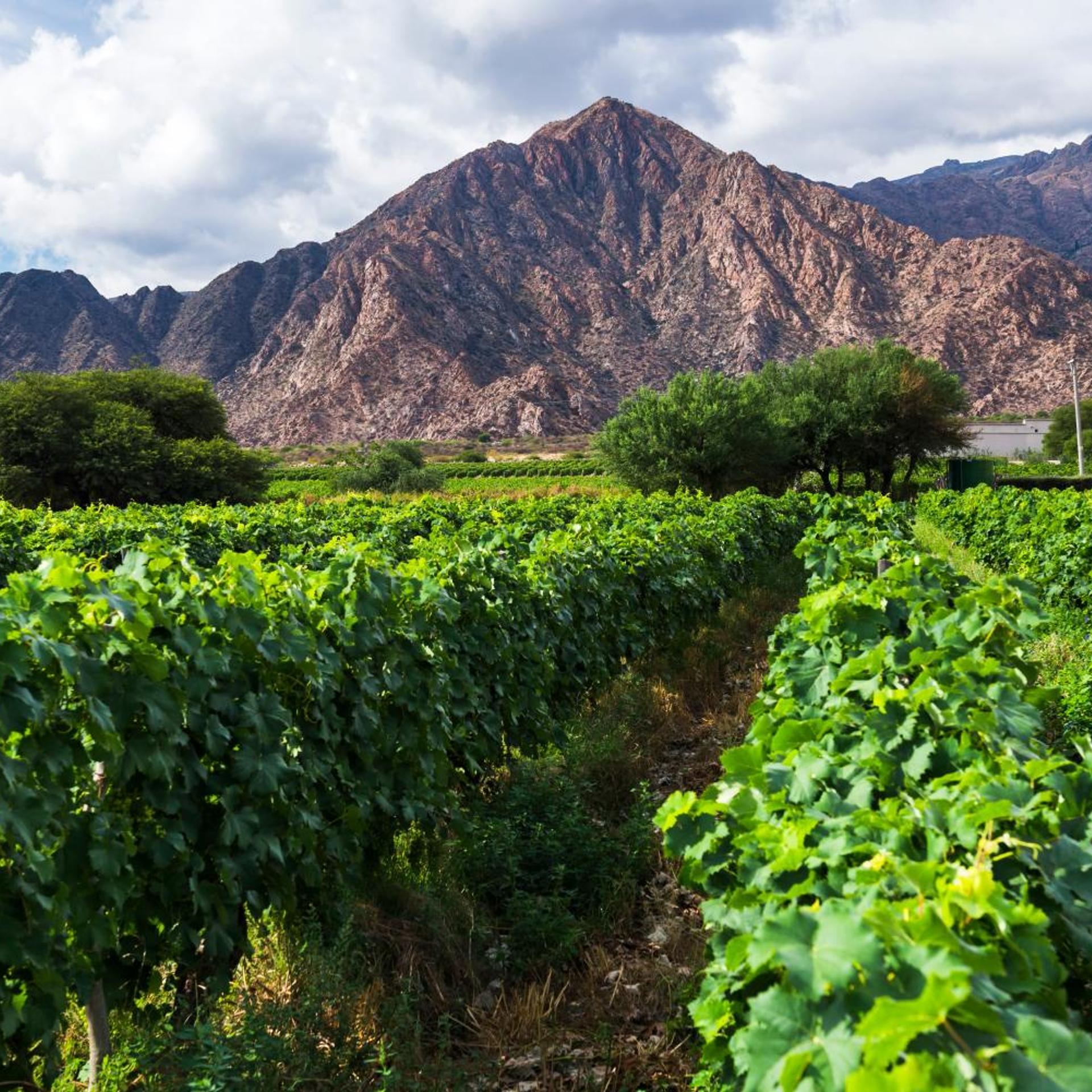 Vinas de Cafayate Wine Resort 50/53