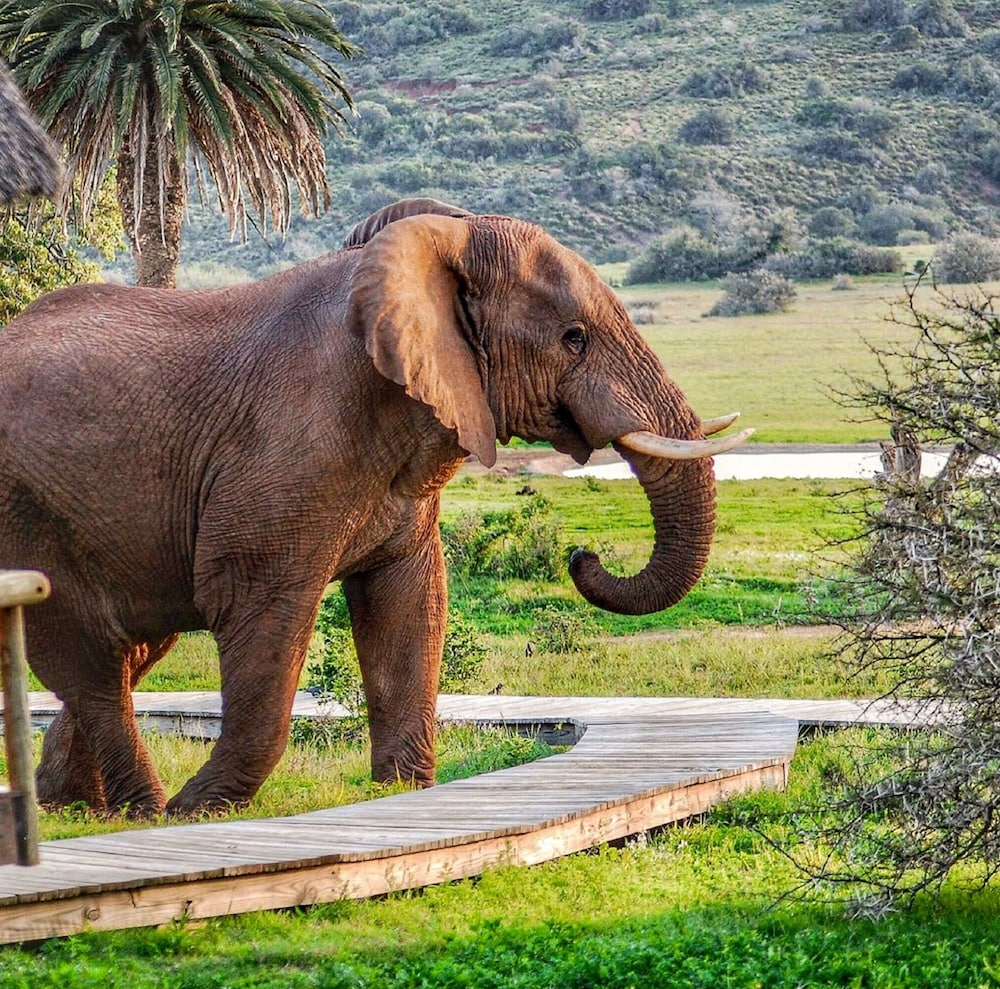 Gorah Elephant Camp 31/50