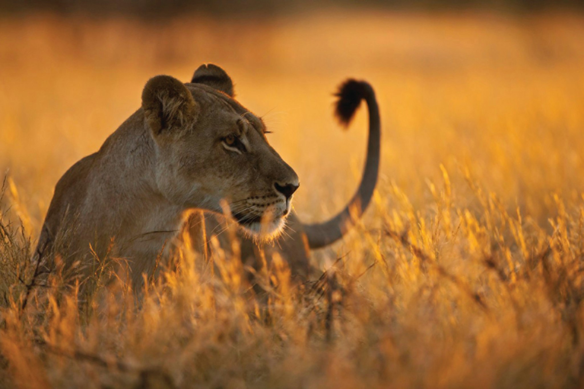 Four Seasons Safari Lodge Serengeti, Tanzania 60/66