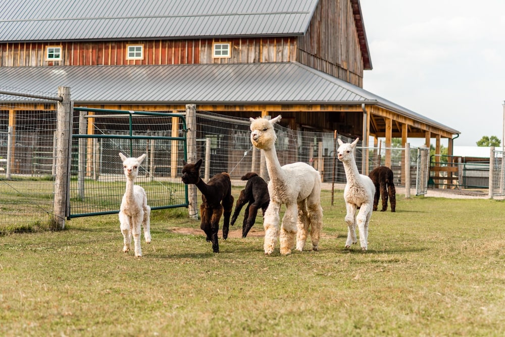 Sabamba Alpaca Ranch 10/11