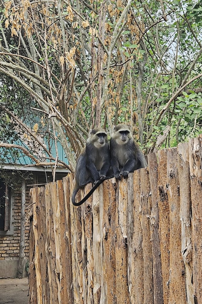 SELOUS KINGA LODGE 25/48