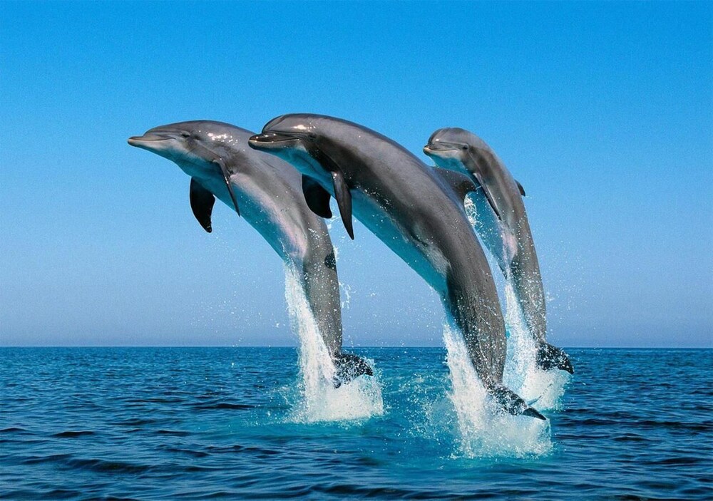 シンガラジャ ホテル 写真2