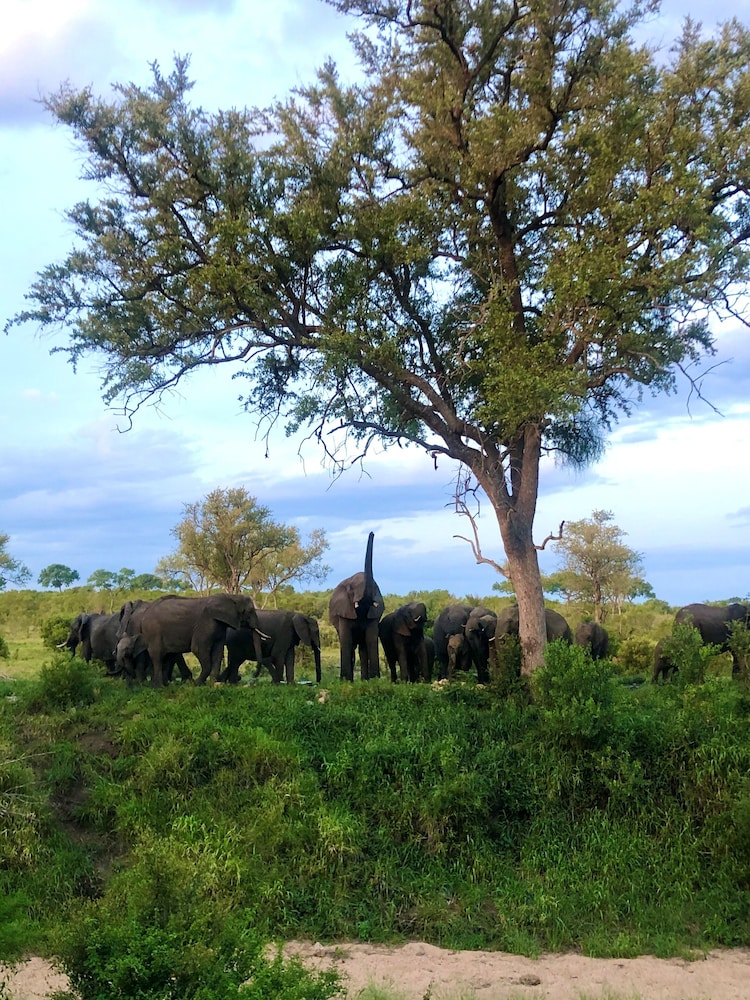Hoyo-Hoyo Tsonga Lodge 13/68