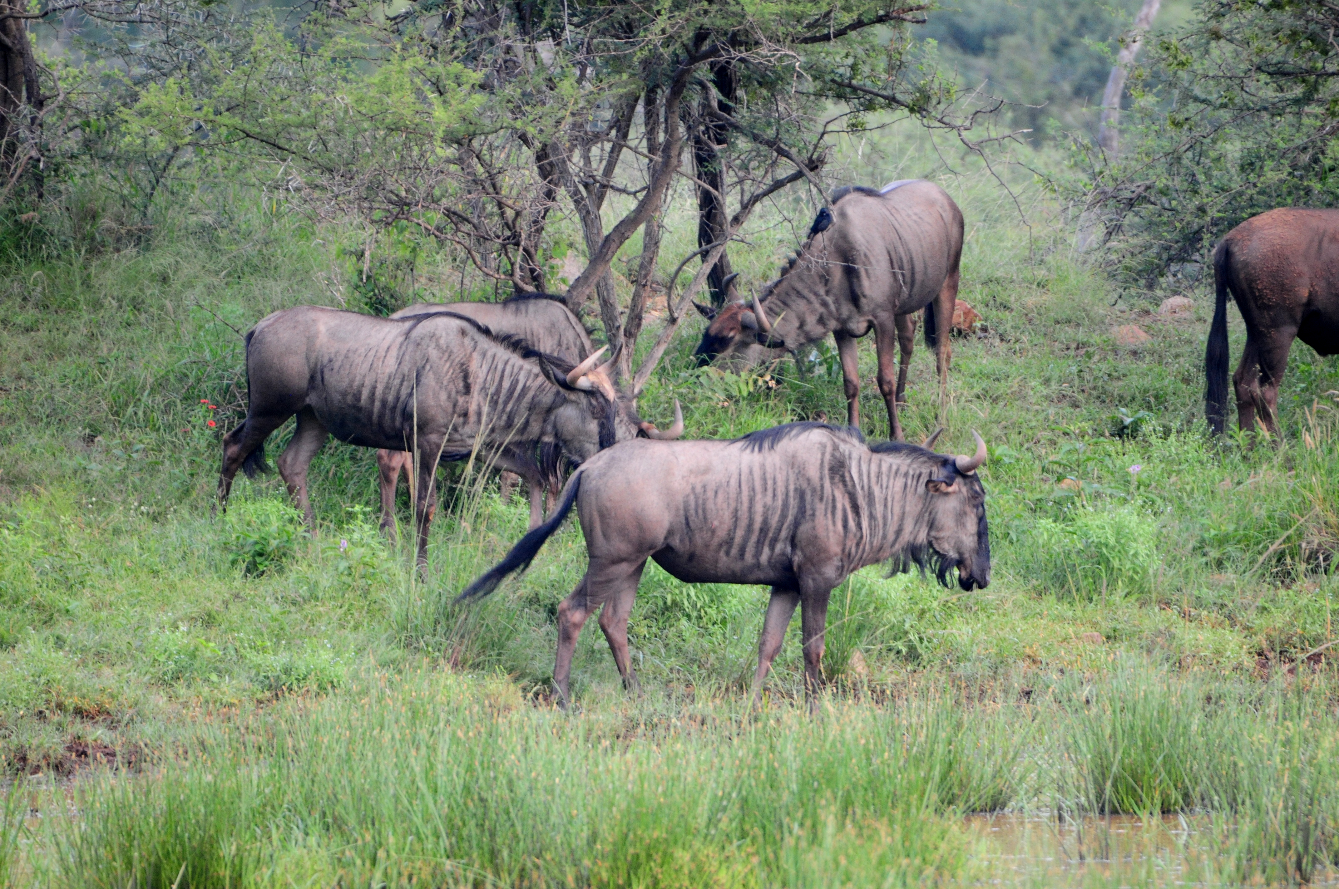 Morokolo Safari Lodge 73/82
