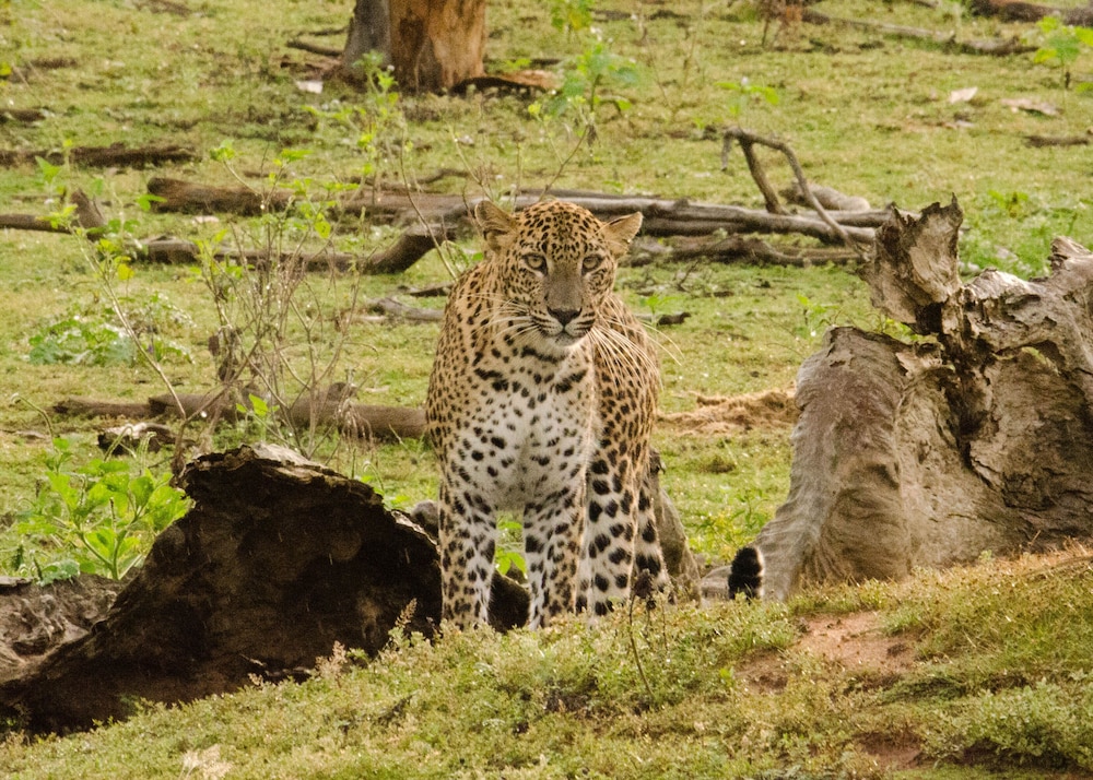 Mahoora Tented Safari Camp - Yala 47/50