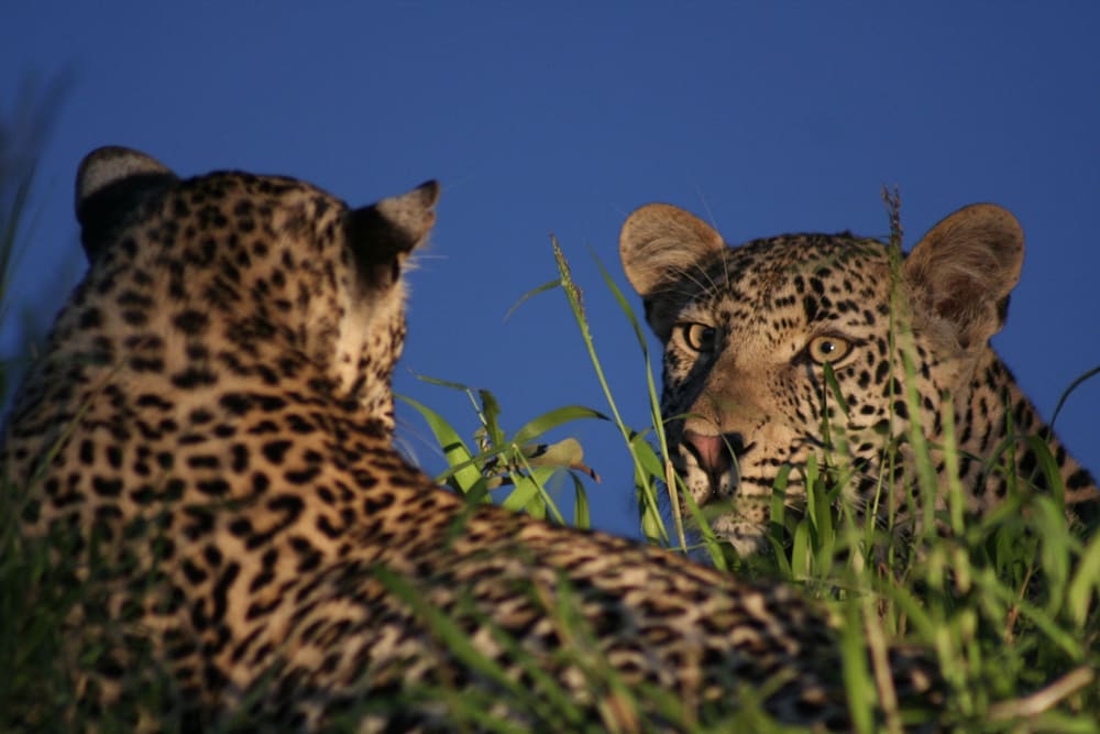 Tintswalo Safari Lodge 46/50